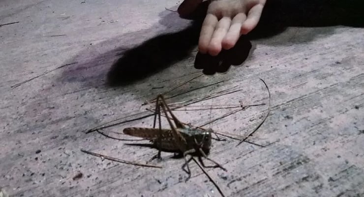 Large brown insect with long legs on a concrete surface, a child’s hand reaching toward it nearby.