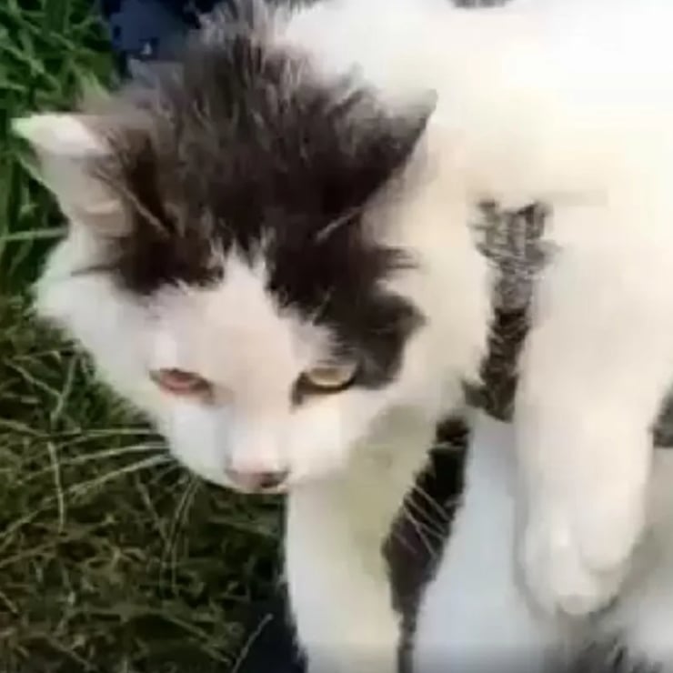 Cezaevine uyuşturucu sokmak için kullanılan kedi yakalandı