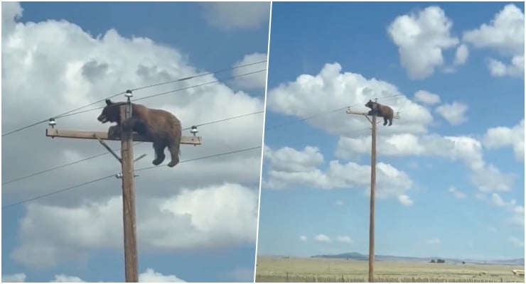 Bear perched on top of a wooden utility pole with power lines against a blue sky, shown in a split-screen view.