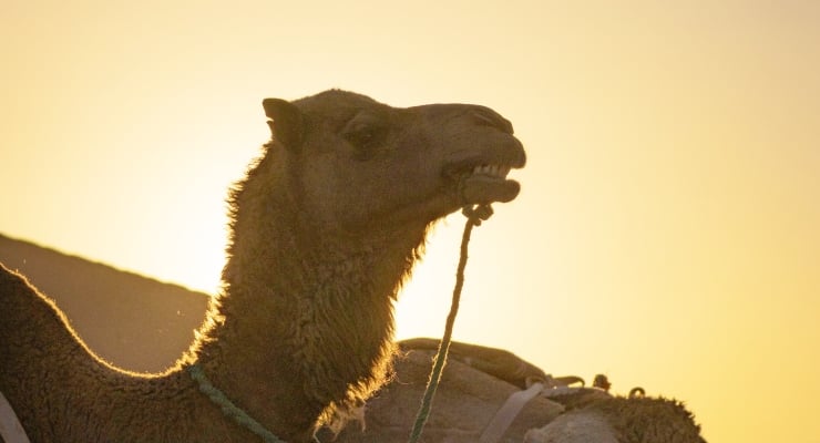 Silhouette of a camel holding a rope in its mouth against a golden sunset over desert dunes