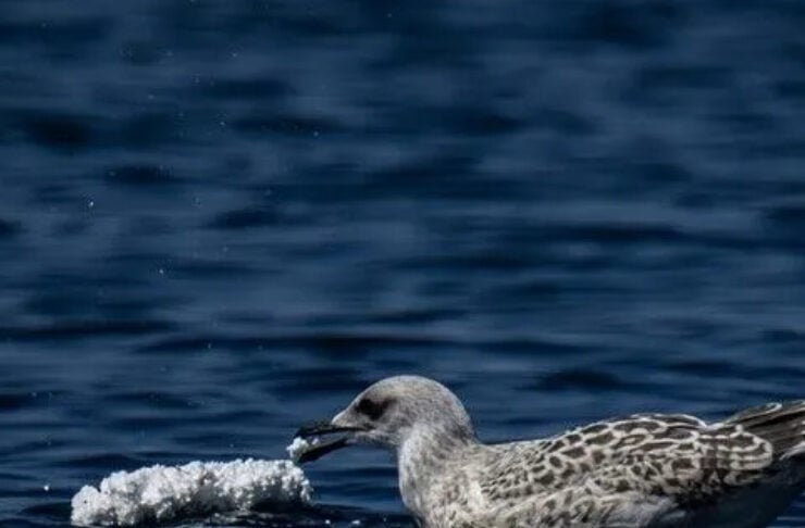 Juvenile seagull on dark blue water, holding a chunk of ice in its beak.