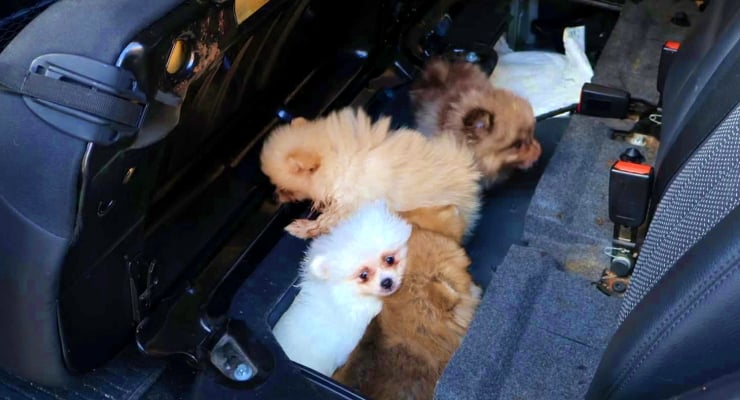 Several small fluffy dogs in the back seat of a car, looking around inside the vehicle.
