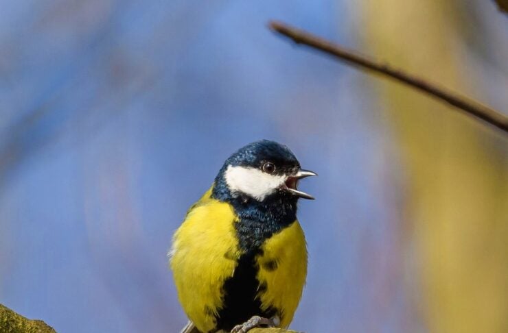Blue tit perched on a mossy branch with beak open, singing against a blue sky background.