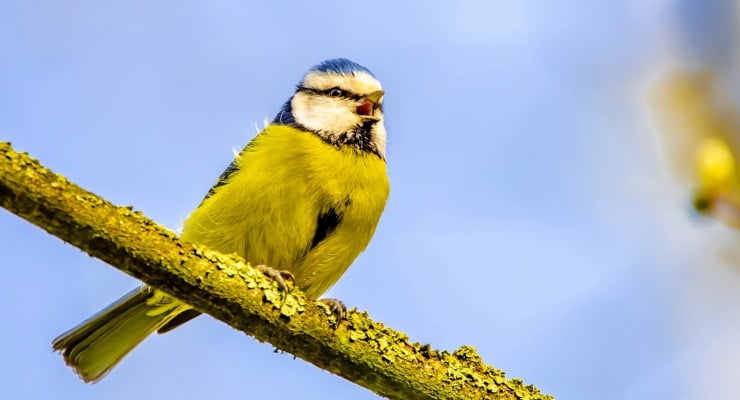 Blue tit perched on a mossy branch with a blue sky background, yellow and blue plumage visible.