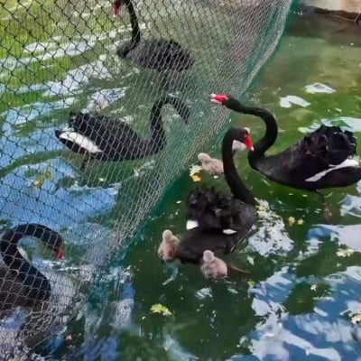 Kuğulupark'ta dört kuğu doğdu