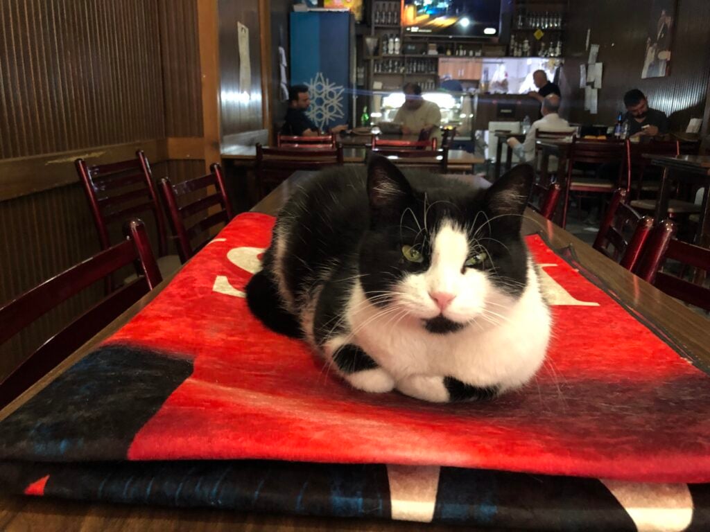 Black and white cat napping on a red table in a cozy restaurant, with patrons in the background.