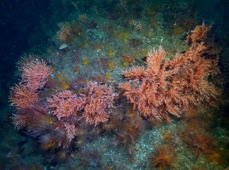 Underwater scene showing pink-orange sea fan corals with feathery branches along a rocky seabed.