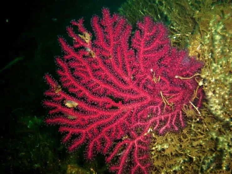 Pink sea fan coral with intricate branches on a reef backdrop, underwater photo