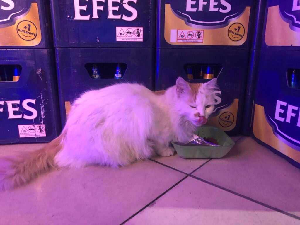 Cat with white and orange fur eating from a green dish on a tiled floor, stacked Efes beer crates in purple lighting nearby.