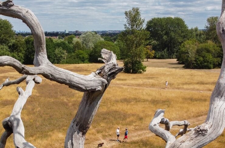Aerial view of a dry golden field framed by twisting pale tree branches; two people walk a dog in the distance.