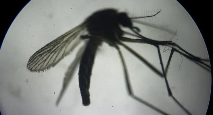 Close-up view of a mosquito under a microscope, showing its wings, body, and legs in silhouette against a bright background.