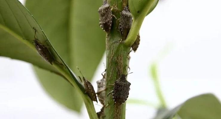 Close-up of a plant stem infested with brown scale insects on the bark and leaves nearby]} } Wait that JSON is wrong. Need proper JSON. Provide array of strings. Let's craft again.