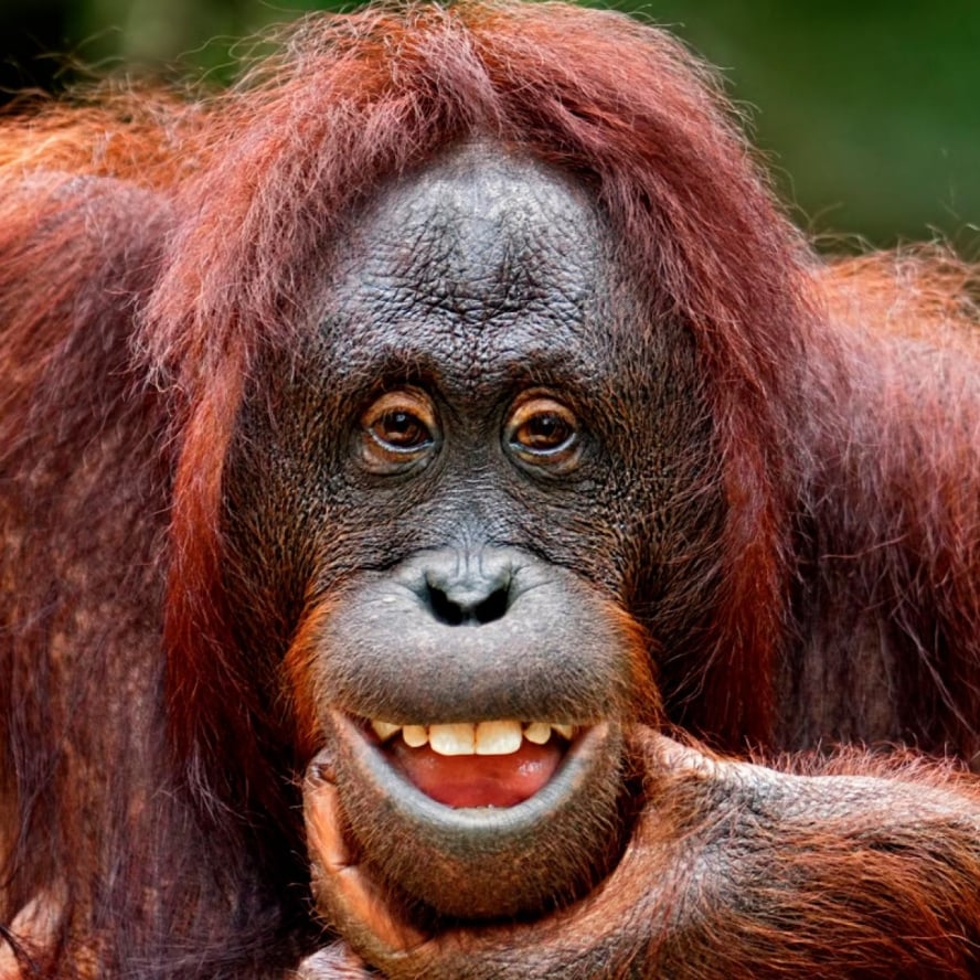 PBB Peringati Hari Orangutan Internasional Dengan Seruan Perlindungan Spesies Yang Terancam Kritis