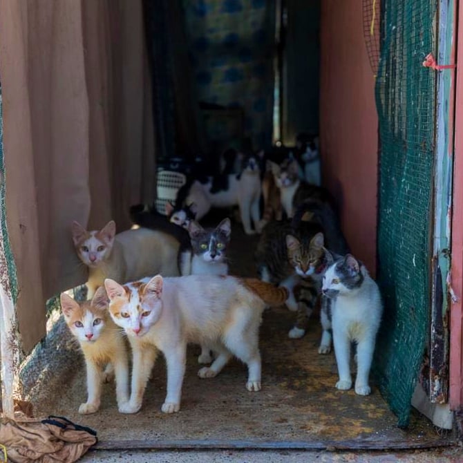 Kötü kokan evden 100 kedi çıktı - Diken