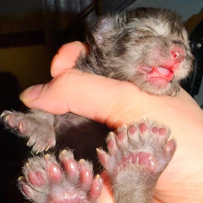 29 parmaklı kedi rekor kırdı - Diken