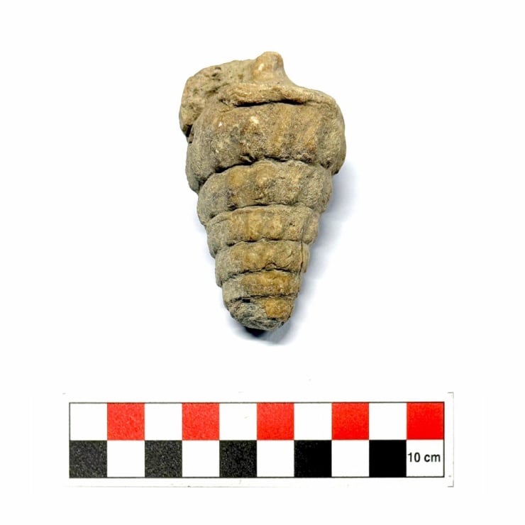 66 million-year-old sea creature fossil discovered in Ankara