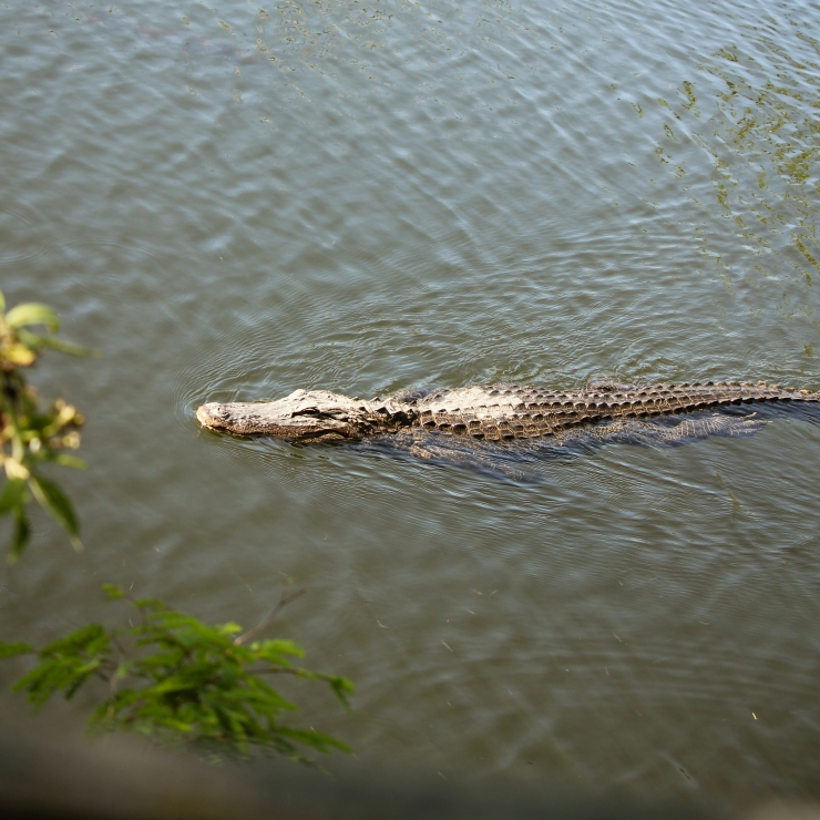 Man faces jail in Singapore for creating fake crocodile image with AI